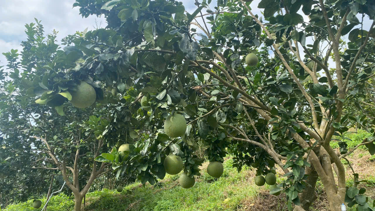 Giải pháp kiểm soát chất lượng quả bưởi tươi xuất khẩu